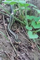 20170407 Natrix natrix (Natrice dal collare)